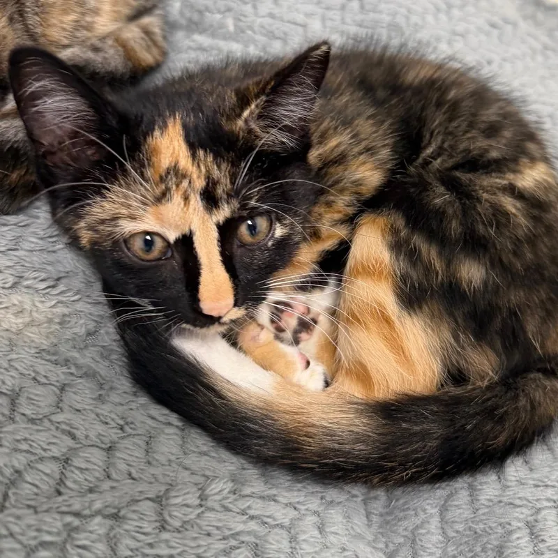 A baby small-sized female Tortoiseshell Domestic Short Hair cat named Rune for adoption in Milford, IA