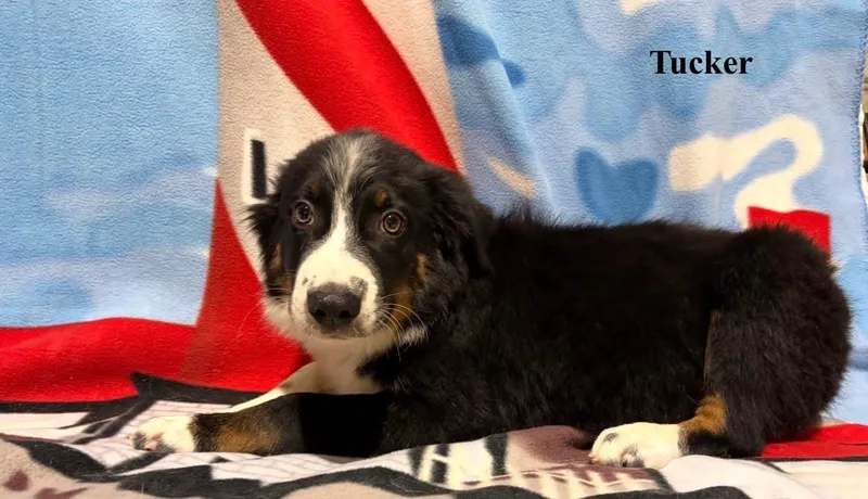A baby medium-sized male Australian Shepherd dog named Tucker for adoption in Celina, OH