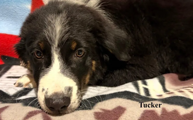 Tucker thumbnail 2