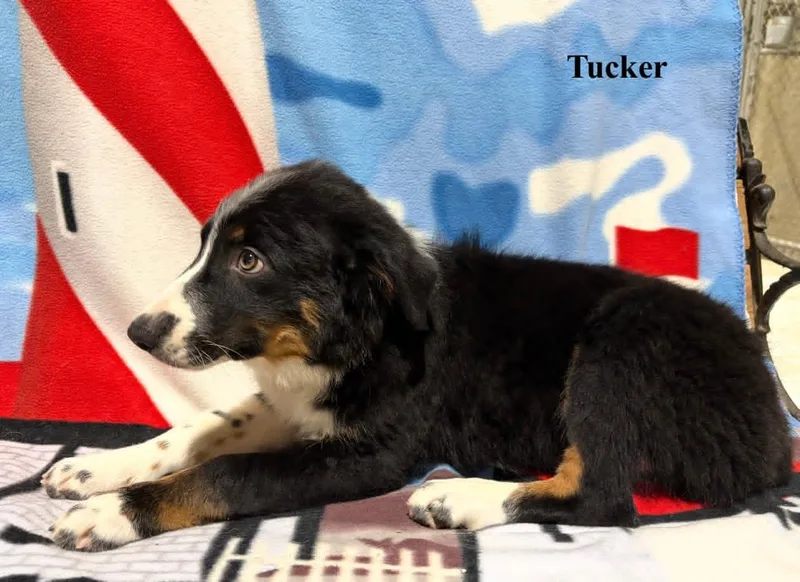 Tucker thumbnail 3