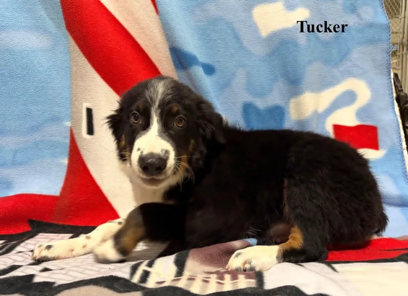 Tucker thumbnail 4