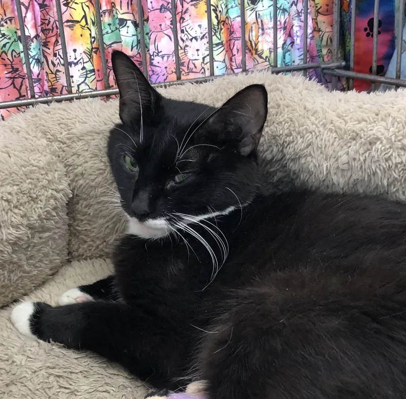 A young medium-sized female Black & White / Tuxedo Domestic Short Hair cat named Alley for adoption in Parma, OH