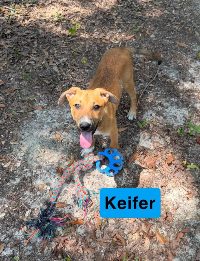 A young medium-sized male Golden Labrador Retriever dog named Keifer for adoption in Semmes, AL