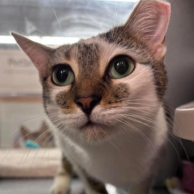 A young medium-sized female Tabby (Buff / Tan / Fawn) Domestic Short Hair cat named Alice for adoption in Palm Harbor, FL
