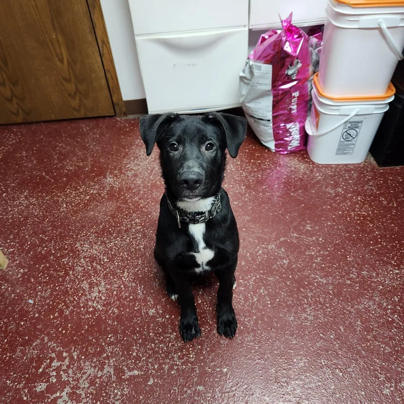 A young medium-sized male Border Collie dog named Spiritbox for adoption in Fargo, ND