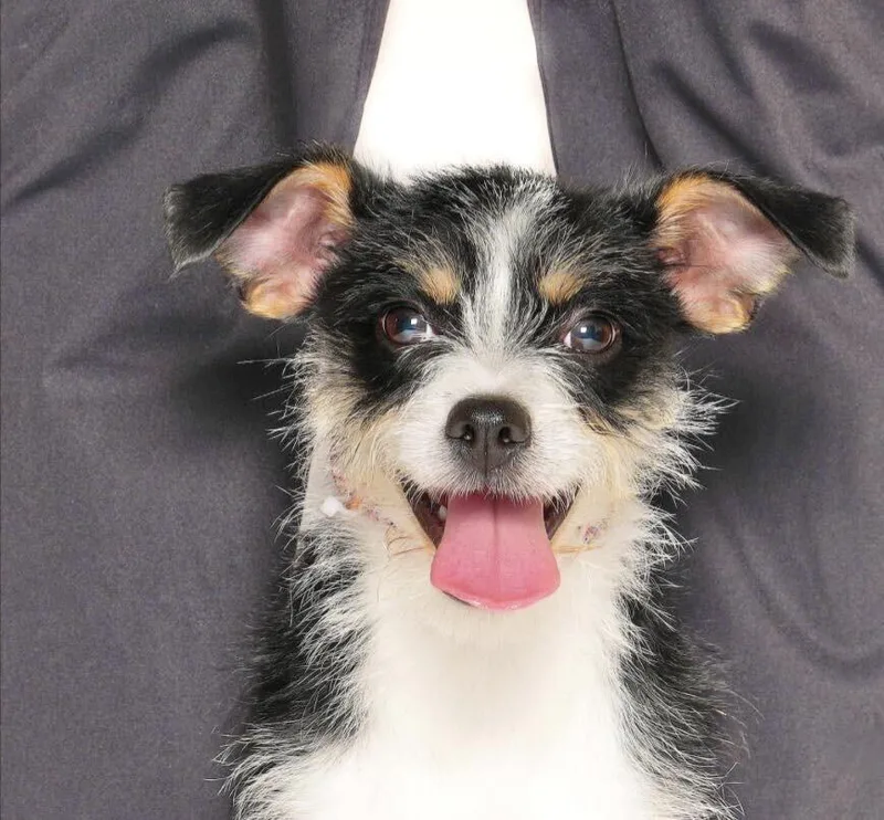 A baby small-sized female Tricolor (Brown, Black, & White) Schnauzer dog named Gazpacho for adoption in Saugus, MA
