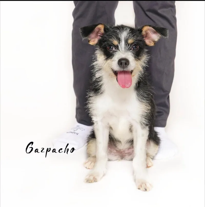 Gazpacho thumbnail 2