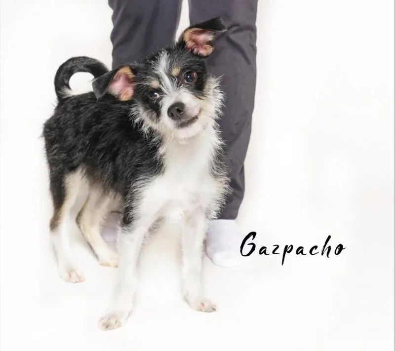 Gazpacho thumbnail 3