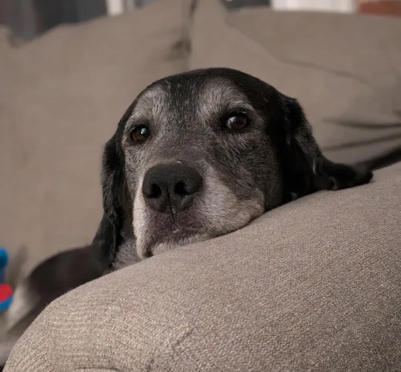 A young large-sized male Labrador Retriever dog named Big Boy Boston for adoption in Salt Lake City, UT