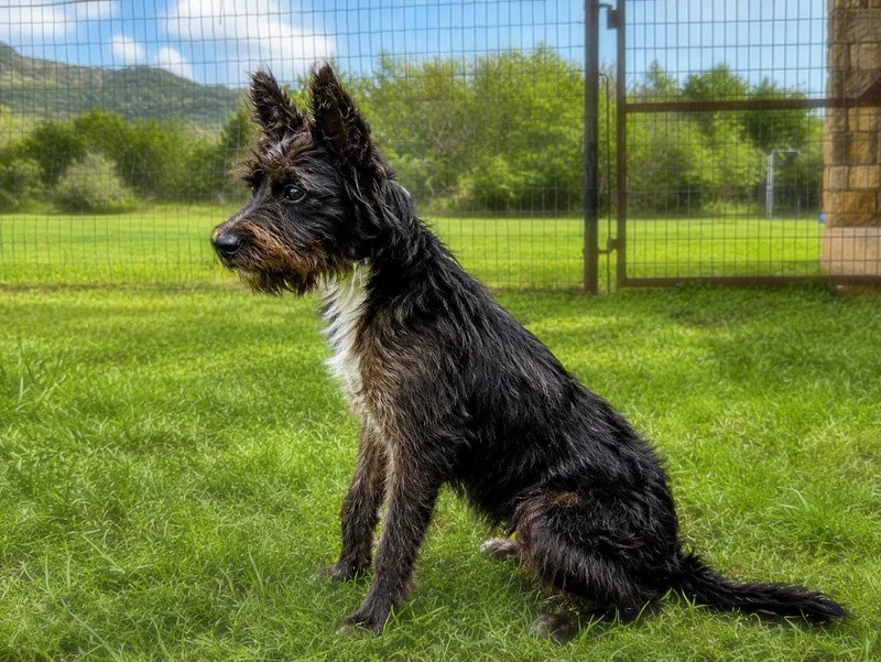 A young small-sized female Schnauzer dog named Kora for adoption in Helotes, TX