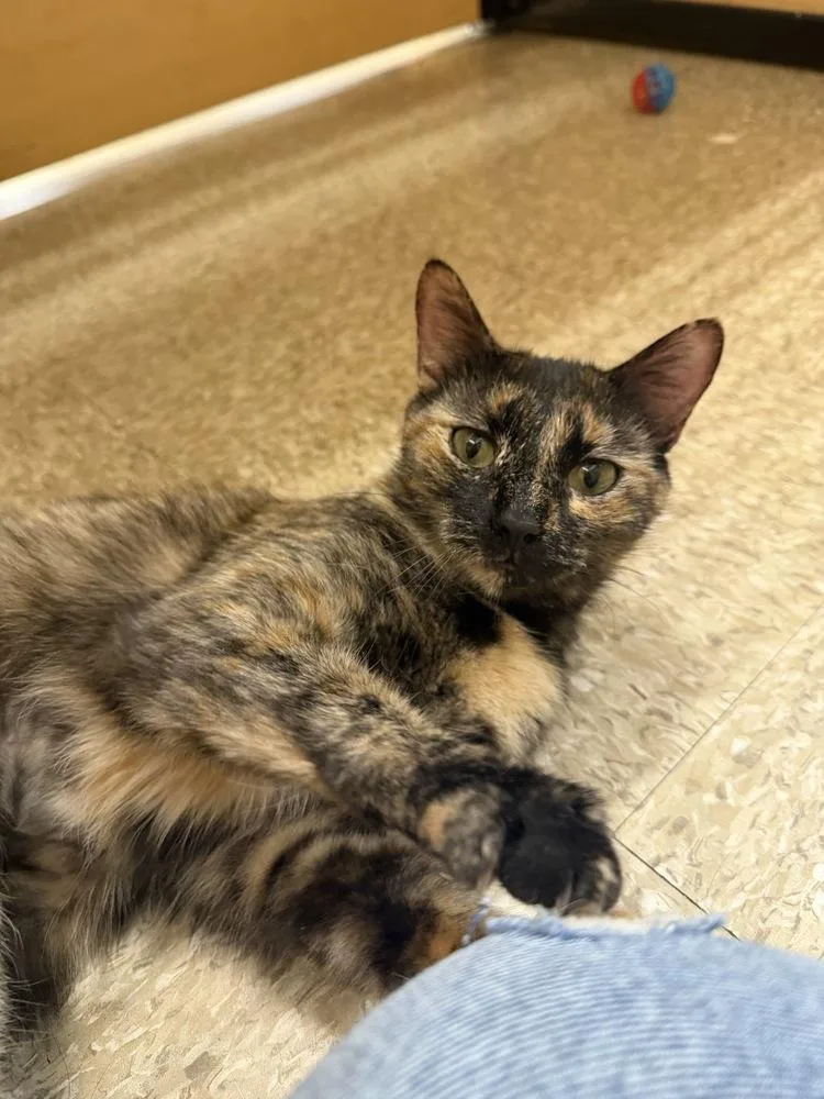 An adult small-sized female Brown / Chocolate Domestic Short Hair cat named Tortuga for adoption in East hartford, CT