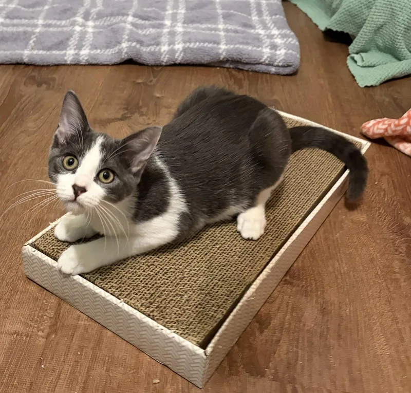 A young medium-sized male Gray & White Domestic Short Hair cat named Bennie for adoption in Fenton, MO
