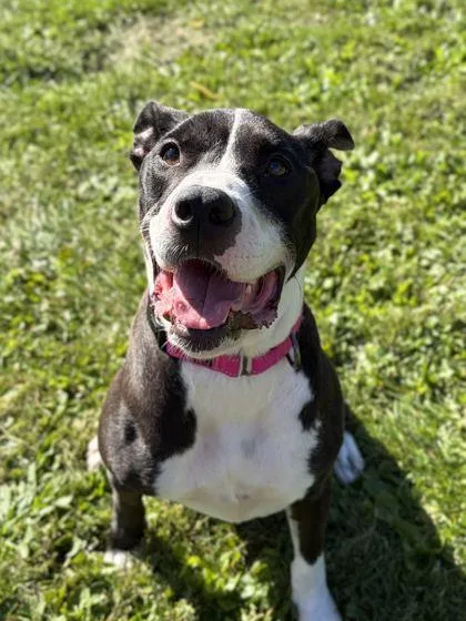 An adult medium-sized female American Staffordshire Terrier dog named Izzie for adoption in Jefferson, WI
