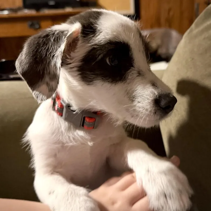 A baby small-sized male White / Cream Mixed Breed dog named Toby for adoption in Bartlett, TN
