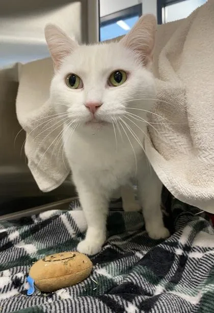 An adult medium-sized female White Domestic Short Hair cat named Fiona for adoption in Kansas City, MO