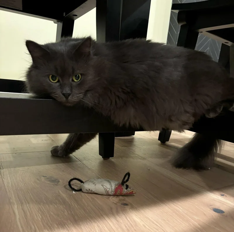 An adult medium-sized female Gray / Blue / Silver Domestic Long Hair cat named Sparrow for adoption in Rootstown, OH