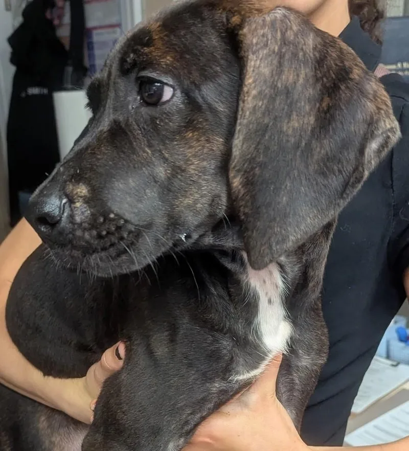 A baby medium-sized female Brindle Plott Hound dog named Yoshi for adoption in Petersburg, VA