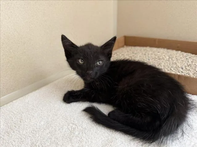 A baby small-sized male Domestic Short Hair cat named Freddy for adoption in Santa Fe, NM