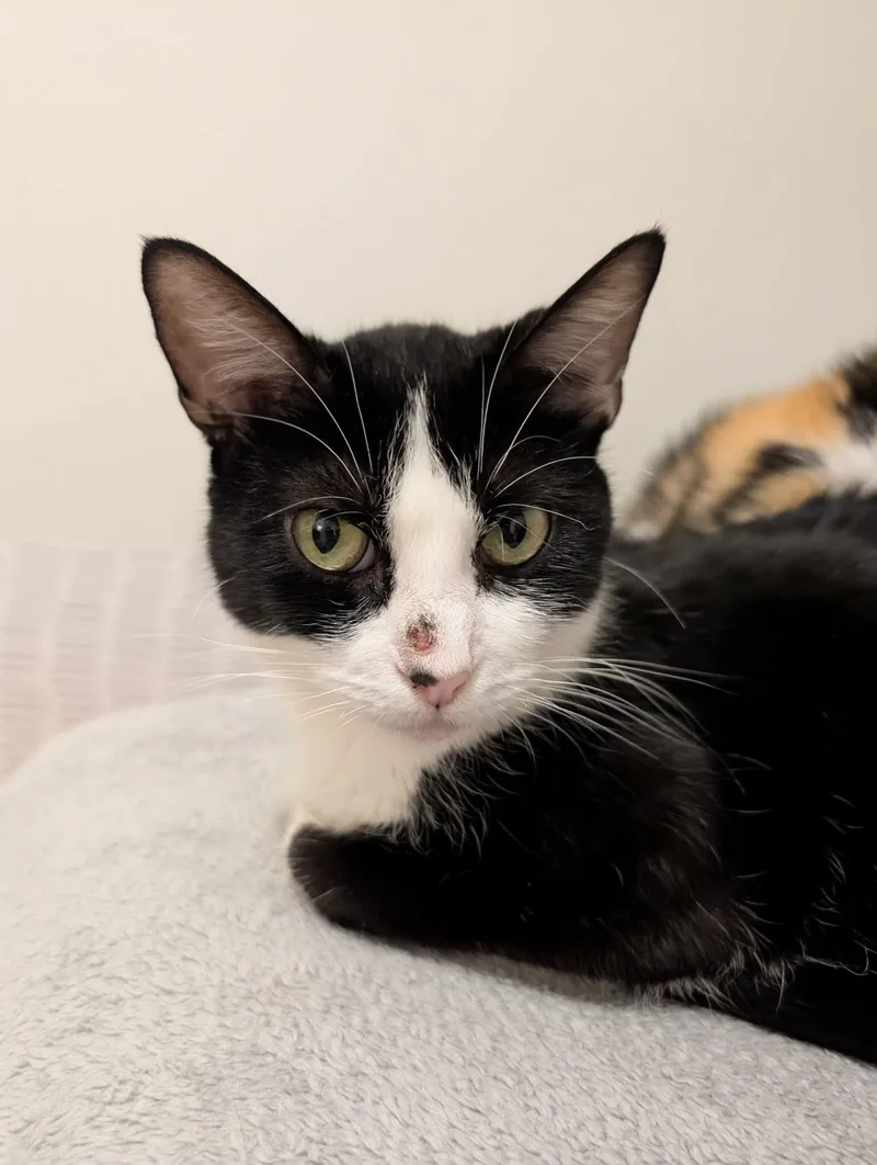 An adult medium-sized female Black & White / Tuxedo Domestic Short Hair cat named Parsley for adoption in Champaign, IL