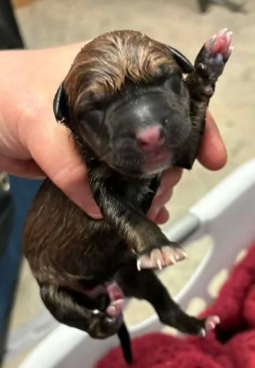 A baby medium-sized female Blue Lacy dog named Raleigh for adoption in Lampasas, TX