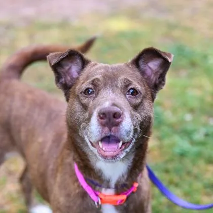 A senior medium-sized female Mixed Breed dog named Leticia for adoption in Chamblee, GA