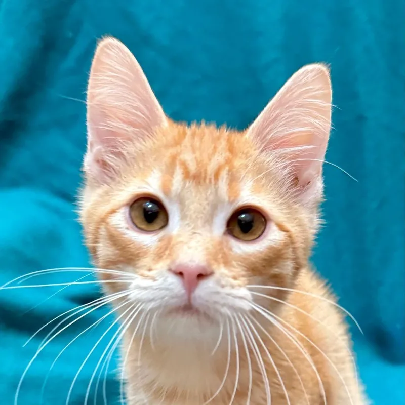 A baby small-sized male Orange / Red Domestic Short Hair cat named Sparrow for adoption in Kansas City, MO