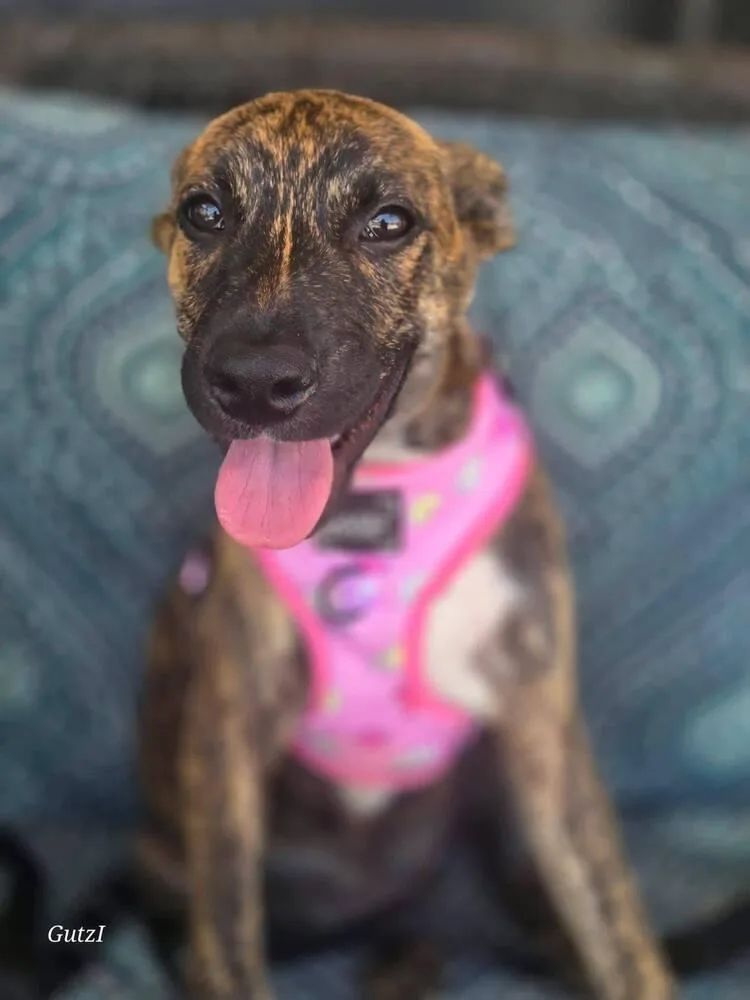 A baby medium-sized female Terrier dog named Lulu for adoption in Saugus, MA