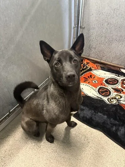 An adult large-sized male Akita dog named Kuma for adoption in Roseville, CA