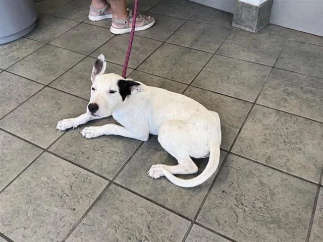 An adult medium-sized female Terrier dog named Pepper for adoption in San Antonio, TX