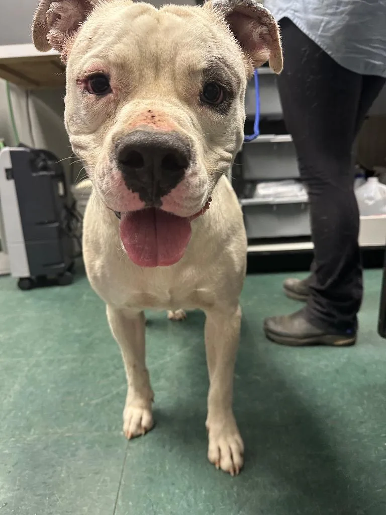 An adult large-sized male Mixed Breed dog named Georgie for adoption in Jonesboro, AR