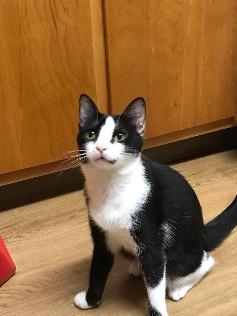 A baby medium-sized female Black & White / Tuxedo Domestic Short Hair cat named Buddi for adoption in Marion, IN