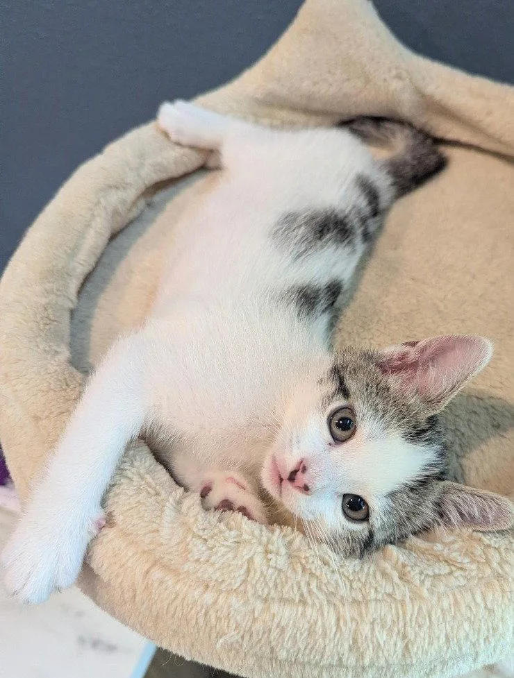 A baby medium-sized female Black & White / Tuxedo Domestic Short Hair cat named Zap for adoption in Oviedo, FL
