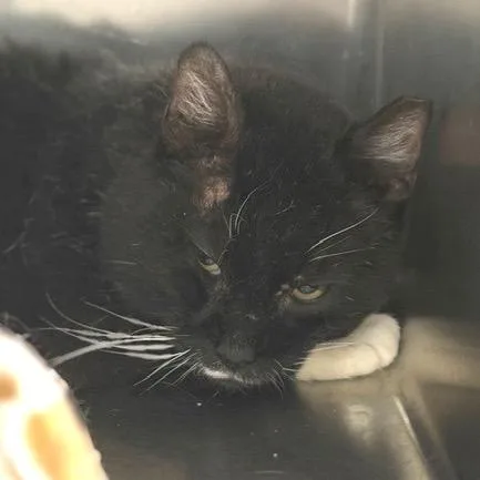 An adult large-sized male Domestic Short Hair cat named Whoopie for adoption in Cumming, GA