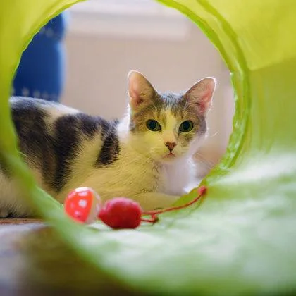 An adult small-sized female Gray / Blue / Silver Domestic Short Hair cat named Annabelle for adoption in Atlanta, GA