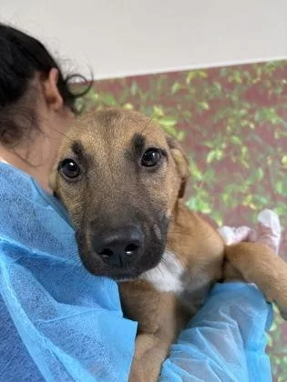 An adult small-sized male Shepherd dog named Trevor for adoption in San Antonio, TX