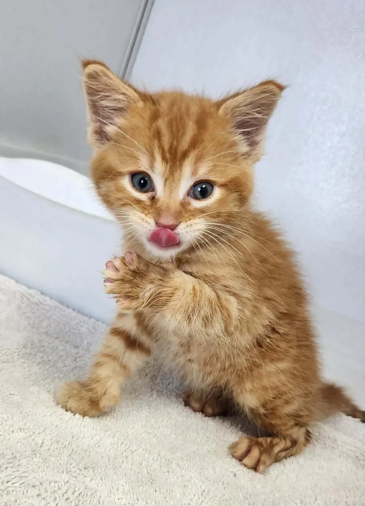 A baby medium-sized male Domestic Short Hair cat named Bergamont for adoption in Van Wert, OH