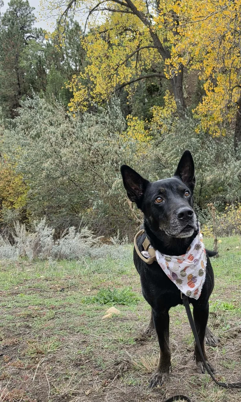 An adult medium-sized male Dutch Shepherd dog named Benny for adoption in Newcastle, WY