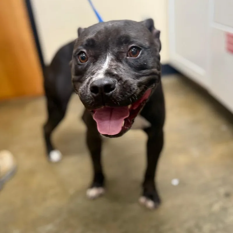 An adult medium-sized female Black Mixed Breed dog named Pookie for adoption in Corinth, MS