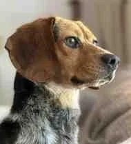 A young small-sized male Tricolor (Brown, Black, & White) Beagle dog named Huck for adoption in Atco, NJ