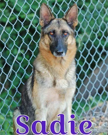 An adult large-sized female German Shepherd Dog dog named Sadie for adoption in Morton Grove, IL