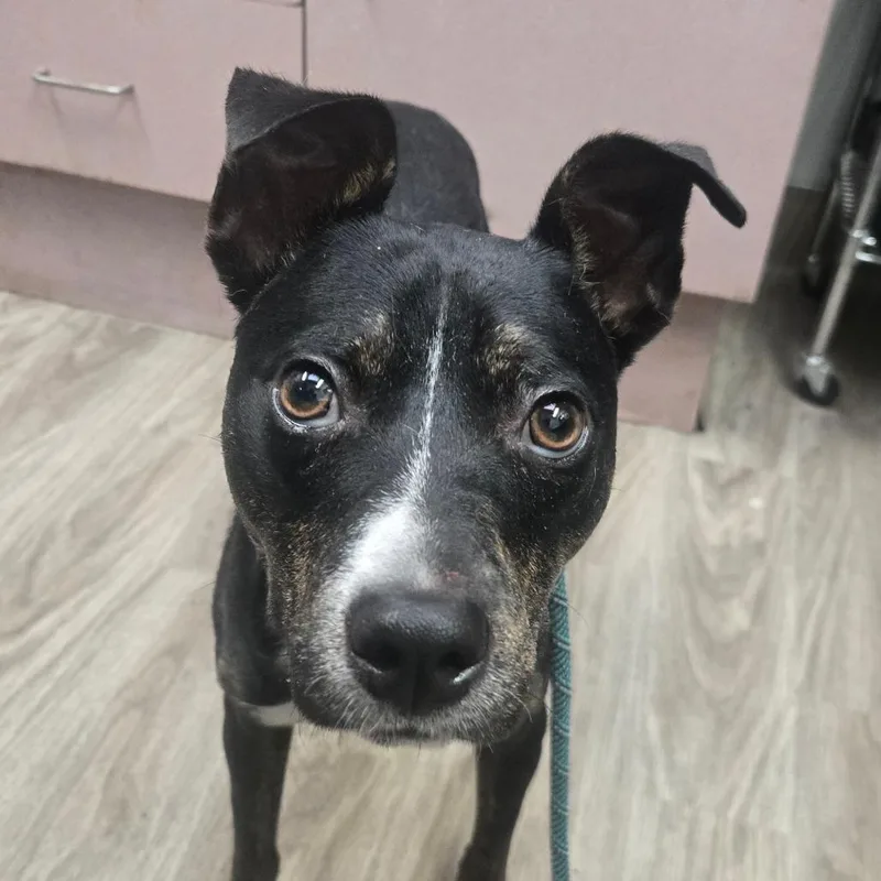 An adult medium-sized male Terrier dog named Sandor for adoption in San Jacinto, CA