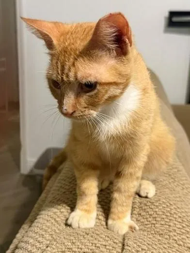 Cheetoh thumbnail 5