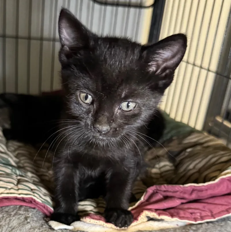 A baby medium-sized female Domestic Short Hair cat named Zorra for adoption in Saginaw, MI