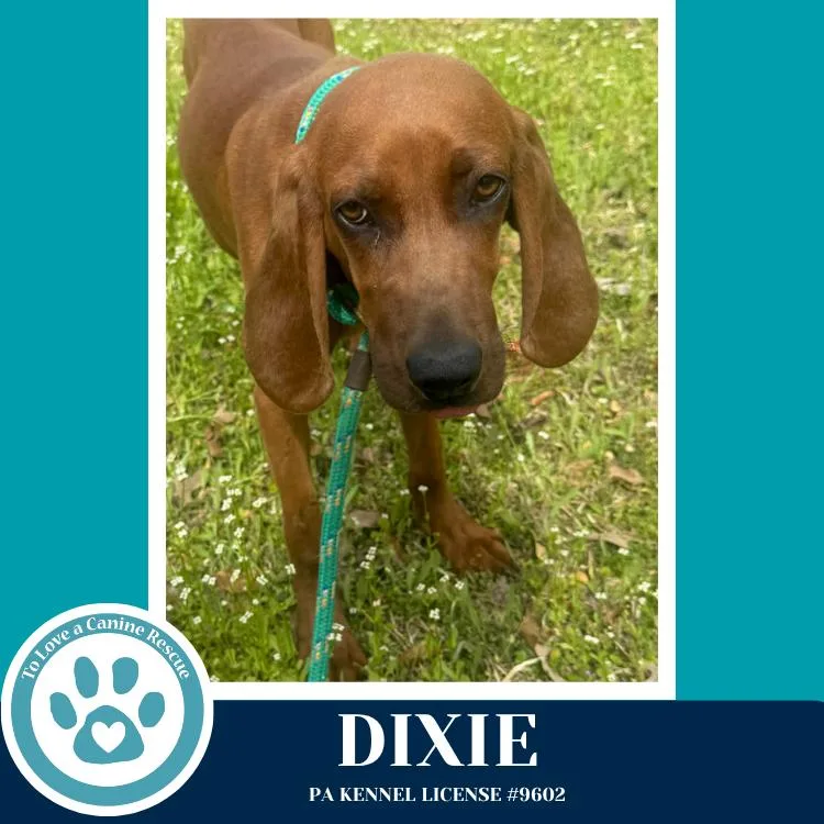 Dixie