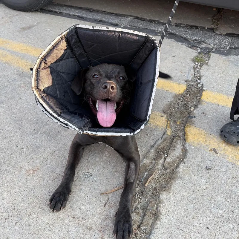 A young medium-sized female Black Mixed Breed dog named Sparkler for adoption in Mentor, OH