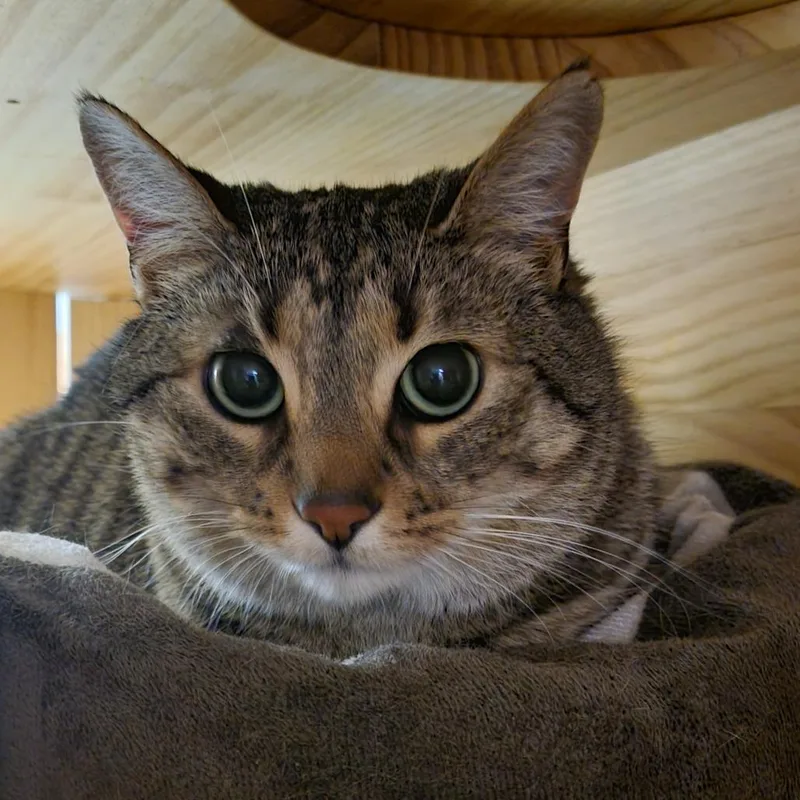 An adult small-sized female Brown / Chocolate Domestic Short Hair cat named Abi @PAWZ pet cafe for adoption in Carmel, IN
