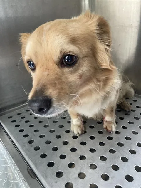 An adult medium-sized male Mixed Breed dog named Bunny for adoption in Dallas, TX