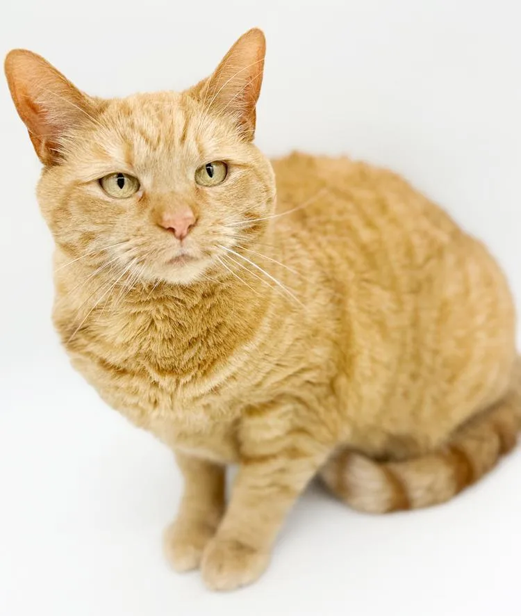An adult medium-sized female Orange / Red Tabby cat named Peach Is Definitely Purrfect! for adoption in Bedford Hills, NY
