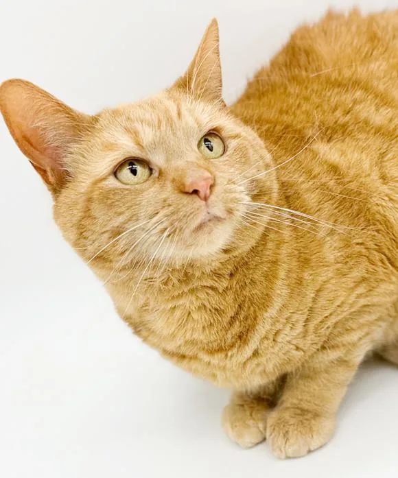 Peach Is Definitely Purrfect! thumbnail 2