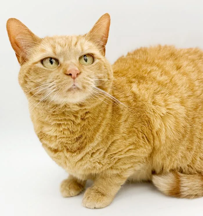 Peach Is Definitely Purrfect! thumbnail 4